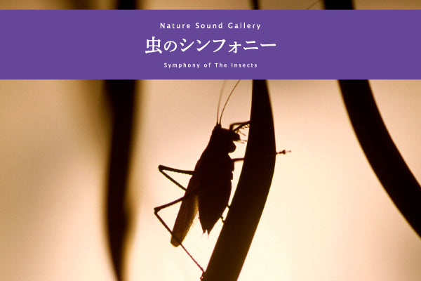 【リリース案内】8月27日<br>ネイチャー・サウンド・ギャラリー「虫のシンフォニー」のパッケージが新しくなって再登場！！